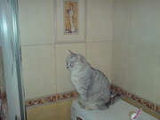 Отделка квартир. офисов