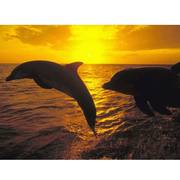 Ремонт,  отделка офисов,  помещений. 